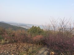 -香雪海