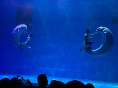 -芜湖新华联大白鲸海洋公园