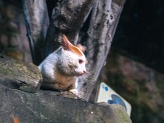 -鼓楼(西湖风景名胜区)