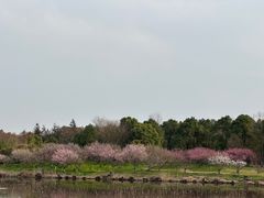 -上海海湾国家森林公园