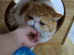 -喵园·猫主题咖啡厅·撸猫·猫咖(国贸店)