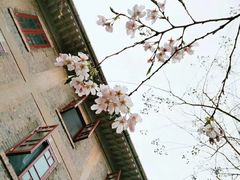 -武汉大学-樱园