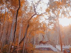 -青龙山国家森林公园