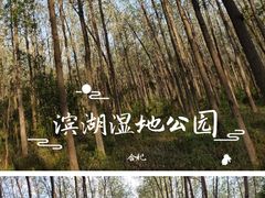 -合肥滨湖国家森林公园