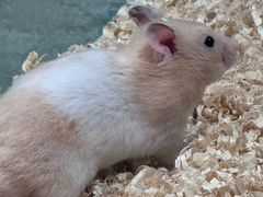 -怪兽屋·羊驼·猫咖·狗咖(俊华广场店)