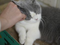 -猫在这儿猫咪咖啡馆·撸猫馆