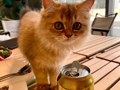 -百好乐宠物友好餐厅(朝外大街店)