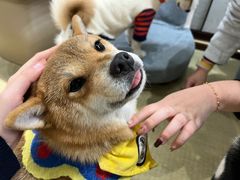 -逗柴咖啡屋·狗咖猫咖宠物桌游