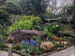 -深圳仙湖植物园