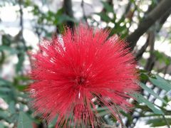 -瑞丽独树成林风景区