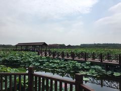 -荷塘月色湿地公园·向阳花洲