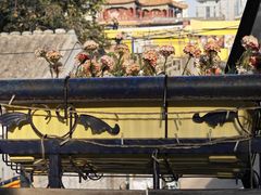 -Sirena海妖日咖夜酒