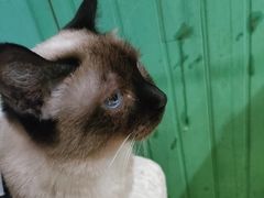 -藏猫猫咖啡主题馆(中央大道店)