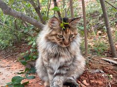 -北京西山国家森林公园