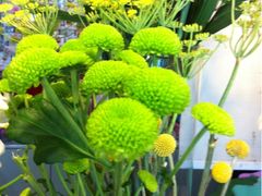 -静岸花卉园艺(三星坊店)