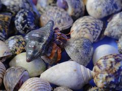 -桂林市花鸟市场