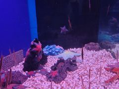 -蓬莱欧乐堡海洋极地世界
