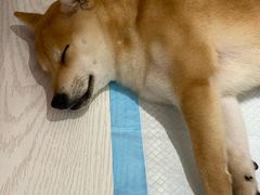 -浣熊柯尔鸭土拨鼠·电玩咖