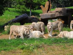 -北京野生动物园