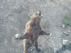 -新疆天山野生动物园