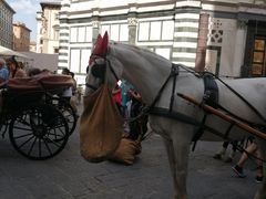 -圣母百花大教堂穹顶