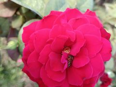 -亚龙湾国际玫瑰谷