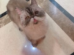 -猫色咖啡·猫咖