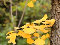 -鹫峰国家森林公园