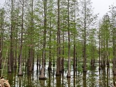 -白鹭湾湿地公园