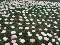 -东南花都花博园