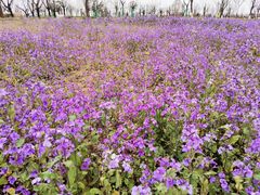 -汉长安城未央宫国家考古遗址公园