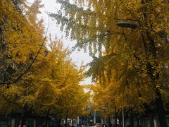 -四川大学(望江校区)