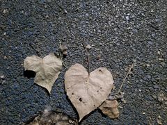 -吃奇喝哈童子鸡