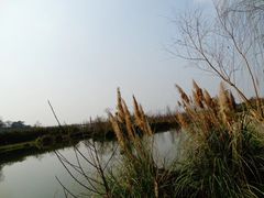 -白鹭湾湿地公园