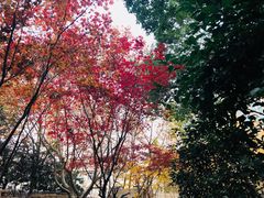 -徐家汇源景区-衡山公园