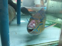 -班赞海鲜市场