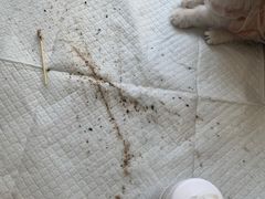 -康乐宝动物医院