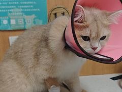 -联合动物医院(光谷诊疗中心)