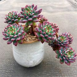 -Oasis Beauty水磨坊科技美肤中心