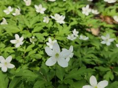 景点-长春市南湖公园