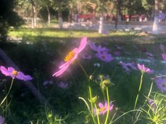 -回龙观体育文化公园