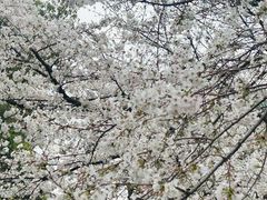 -武汉大学-樱园