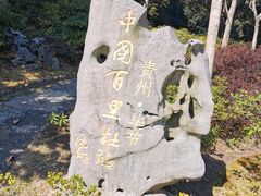 -上海滨江森林公园
