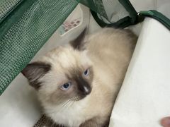 -博特宠物医院24h犬猫全科.骨科·异宠