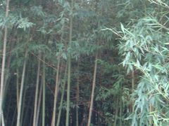 -紫竹院公园冰场