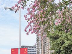 -溪岸路花鸟市场