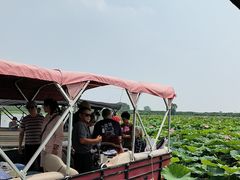 -白洋淀景区