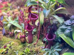-中国科学院西双版纳热带植物园