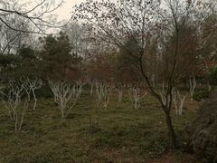 -洛阳市隋唐城遗址植物园