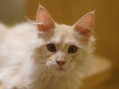 -猫腻·猫咖·撸猫馆(星光大道店)